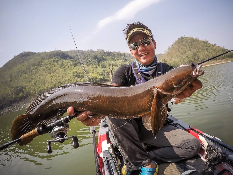  :cheer: [center][b] โทรฟี่งามๆของทริปนี้

Great Snakehead ตัวใหญ่

Kayak: Feelfree Lure 11.5 
