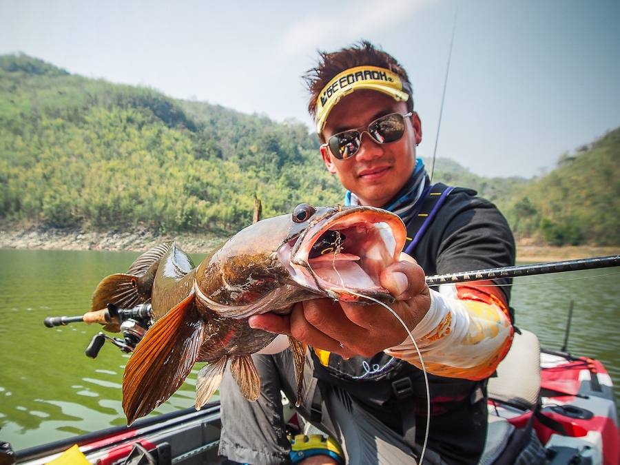  :cheer: [center][b] กัดเหยื่อ Gotto แล้วบิดเหยื่ออย่างรุนแรง

Kayak: Feelfree Lure 11.5 

Rod: 