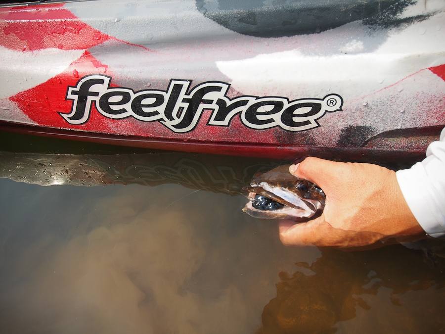  :cheer: [center][b] ดูด Gotto ไปเกือบมิดเลย

Kayak: Feelfree Lure 11.5 


Lure: Mahseer Tackle