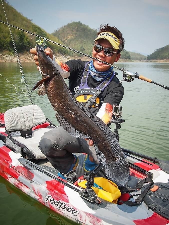  :cheer: [center][b] หัวแบนใหญ่มากกเต็มๆ มือ

Kayak: Feelfree Lure 11.5 

Rod: Geecrack DD Galax