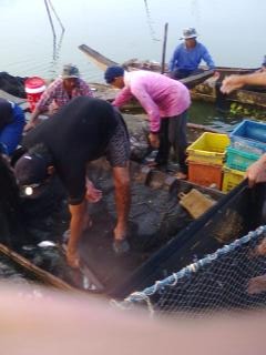 เล่นเอาเรือใส่ตะกร้าพลาสติกมารอขนปลาขึ้นฝั่งกันเลยทีเดียวครับ