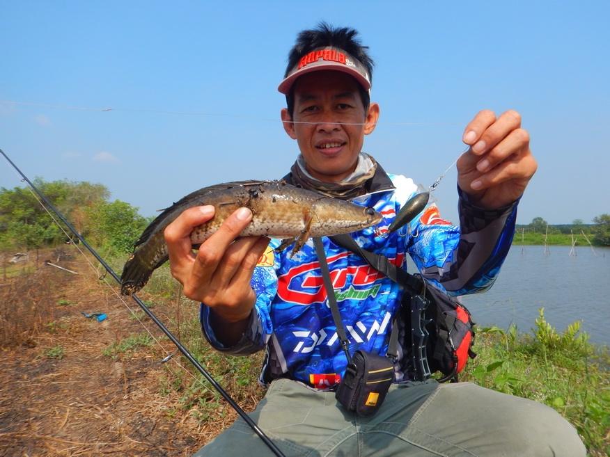 

ผลงานปลาช่อนกับเหยื่อจาก Rapala scatter rap crank 5" ได้ผลดีเลยละครับ  :grin: :grin: :grin: :ch