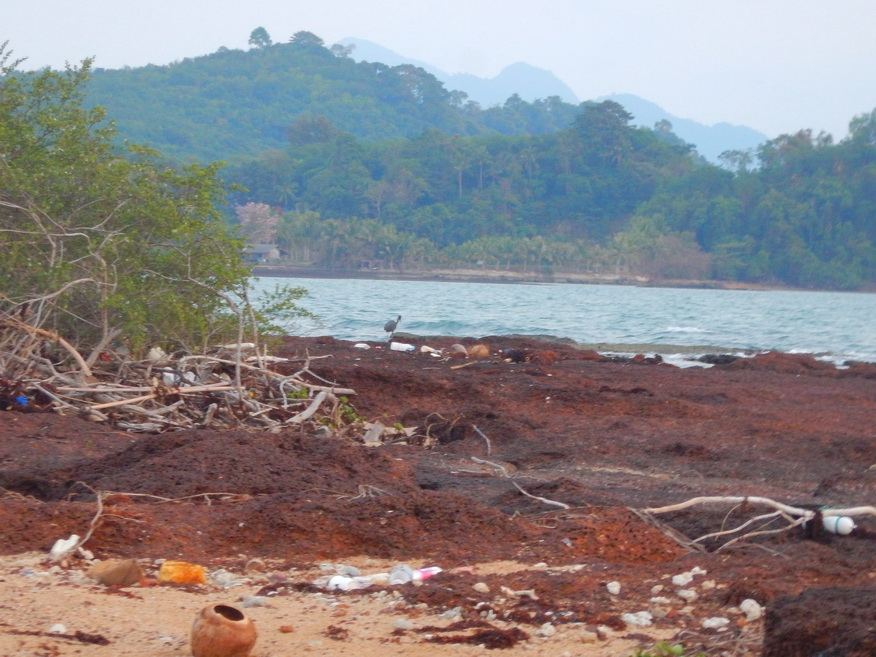 

ช่วงเย็นก็จะมีเจ้านกชนิดนี้มานอนที่เกาะครับ กล้องเก็บภาพไม่ชัดนักครับ  :grin: :grin: :wall: :wal