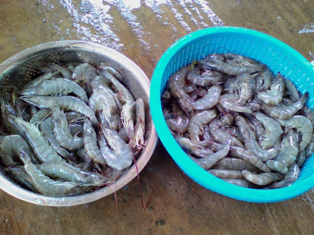 กุ้งสดๆอีกนิดหน่อย