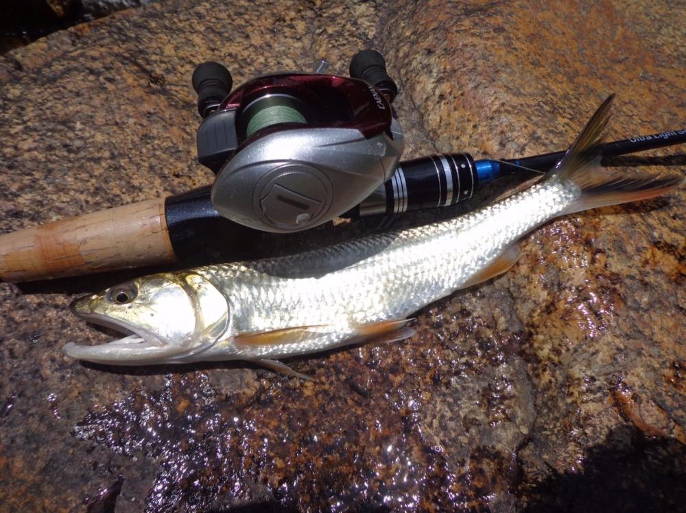 เดินลำธาร หา Burmese trout ทดสอบคัน ul คันใหม่แล้วไปเล่นกระพง น้ำกร่อย 