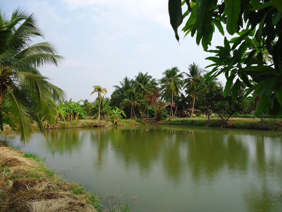           ก่อนกลับเข้าบ้านแวะมาตกบ่อfishing park ใกล้ๆหมู่บ้านครับ มีทั้งตกปลาเกล็ดปลาสวายและตีเหยื่