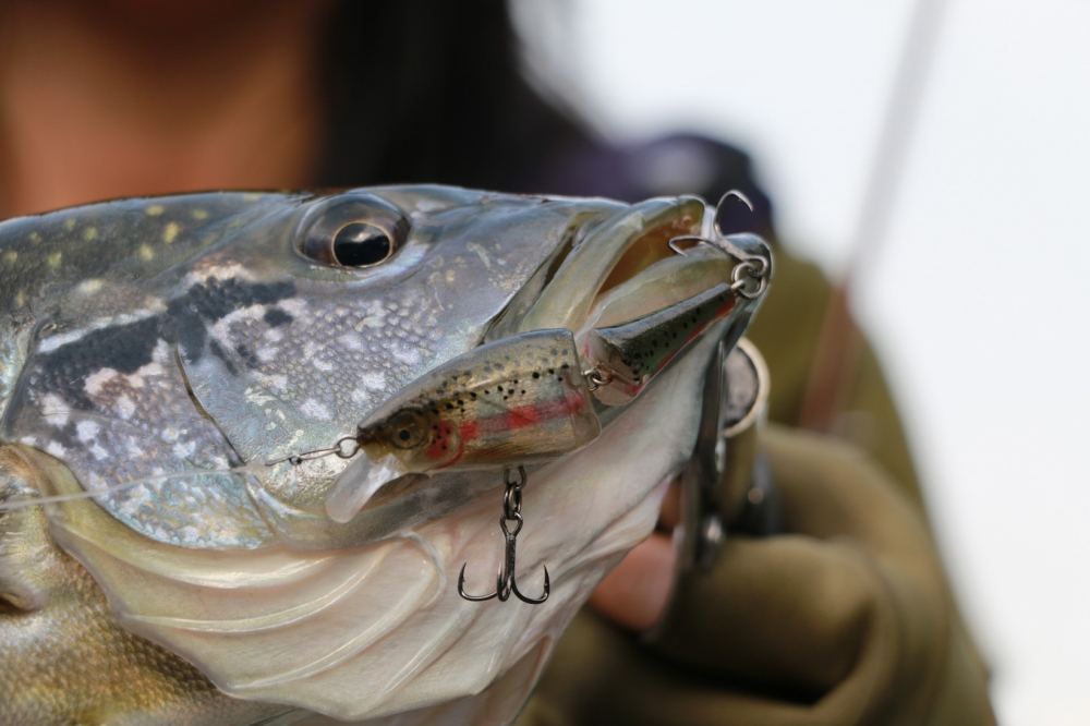  [b]ตัวนี้กัด Rapala BX Jointed Minnow ครับ เหยื่อหมานเค้าแหละ หุหุ[/b]