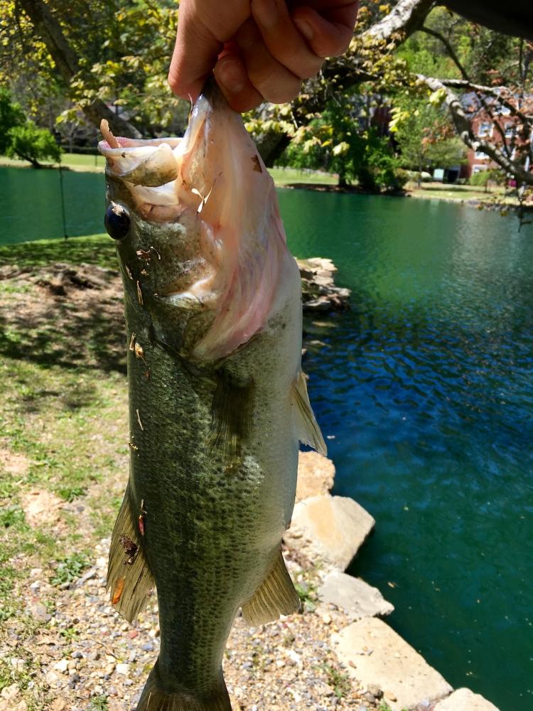 ข้ามฟ้า ล่าให้ถึงถิ่นเกิด largemouth bass USA