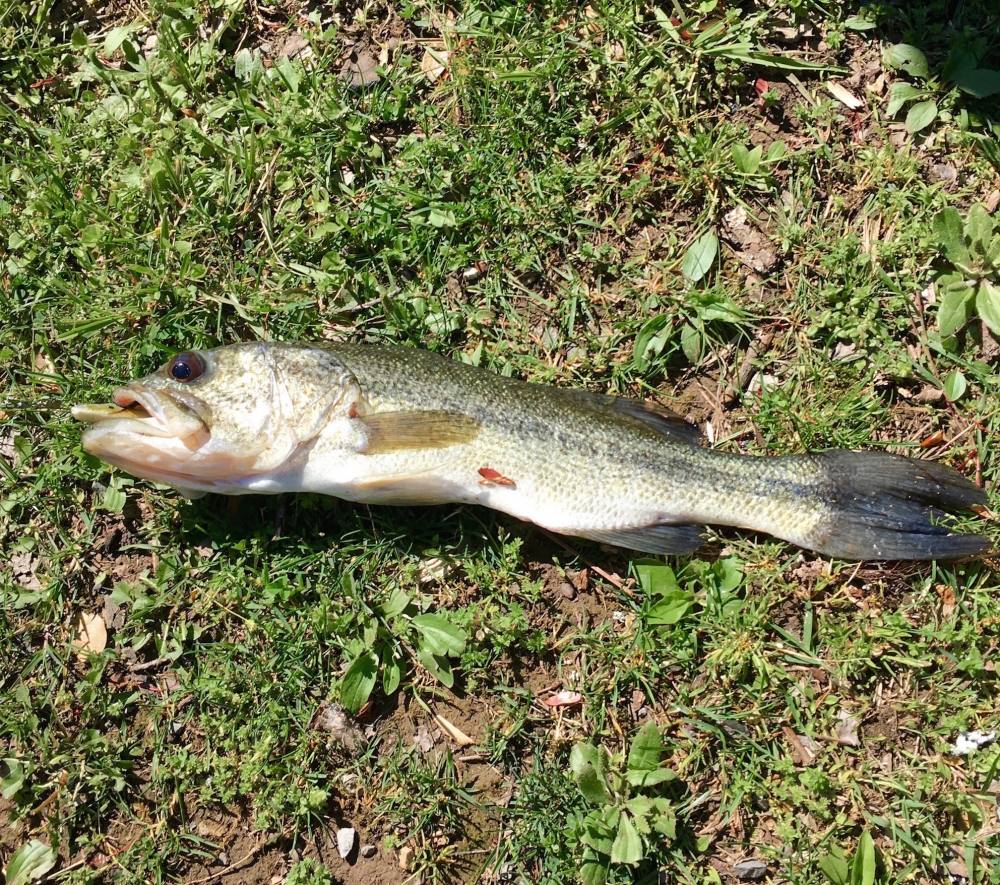 มาละครับ largemouth bass ตัวแรกในชีวิต เห้อ...รอดแห้ว :laughing: :laughing: