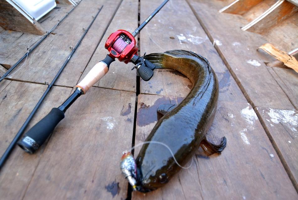  [q][center][b]

Rod : 13Fishing Envy Black 6.3 ft. 6-12 lbs.

Reel : 13Fishing Concept KP 6.6 (