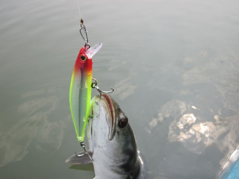                                                                       [b]RAPALA  SHADOW RAP  JERKBAI