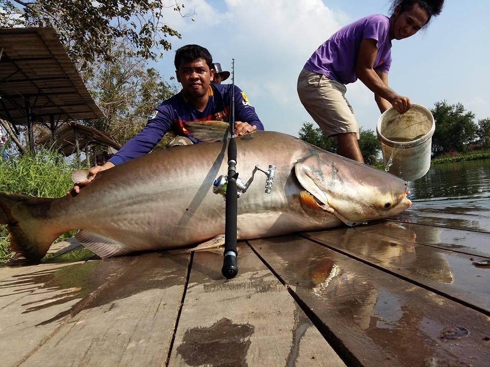 มิตรภาพของคนกับปลา (ลาดน้ำกัวปลาตายรึกัวโดนเจ้าของบ่อด่า)