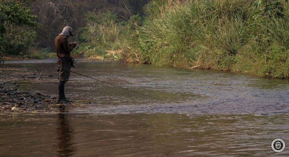 ไกด์บ็อบบี้กำลังเพลิดเพลินกับ หลิวฟลาย Tenkara  กับปลาไซส์เหมาะสม 
ความสุขไม่ได้อยู่ที่ขนาดเสมอไป 
