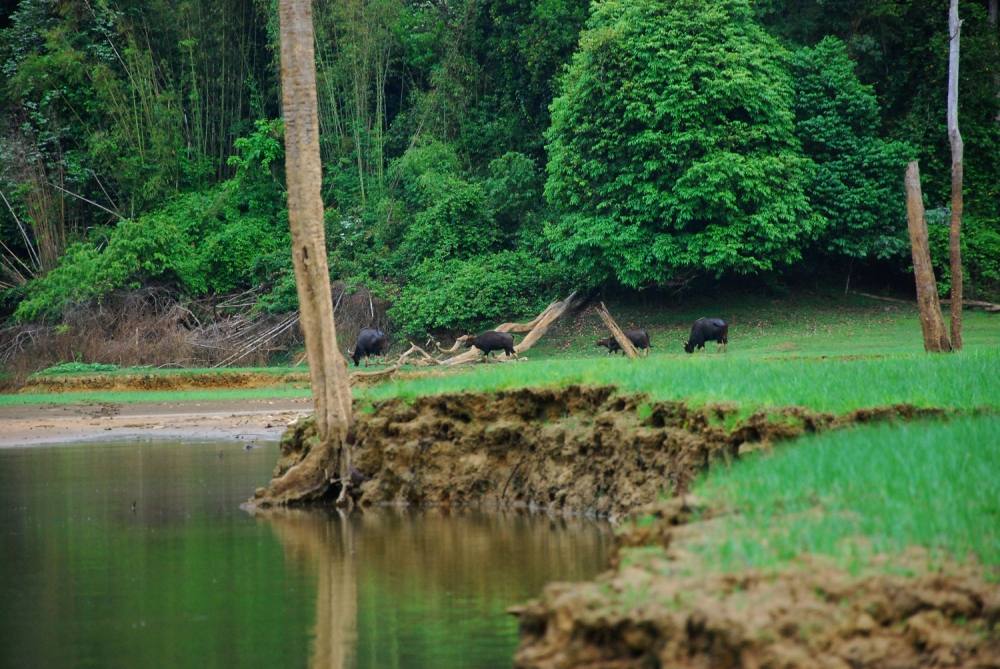 ฝูงหมูป่าอยู่ด้านหน้าฝูงกระทิง 

กระทิงเดินไปหา  คอยดูว่าหมูป่าจะวิ่งหนีหรือป่าว 