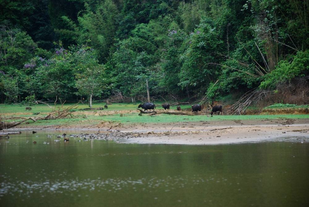 หมูป่าไม่หนีครับ  ทั้ง2 ฝูงหาก้มหน้ากินหญ้ากันต่อไป  

ส่วนเราก็พายเรือออกมาหาตกปลากันต่อครับ 