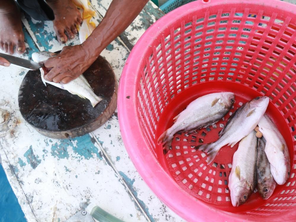 
 
น้าหน่อย สั่งให้เอามาทำกิน    ปลาเนื้อดีหากินยาก นะนี้  ไม่ต้องเอาไปเที่ยวสุรินทร์ หรอก 

