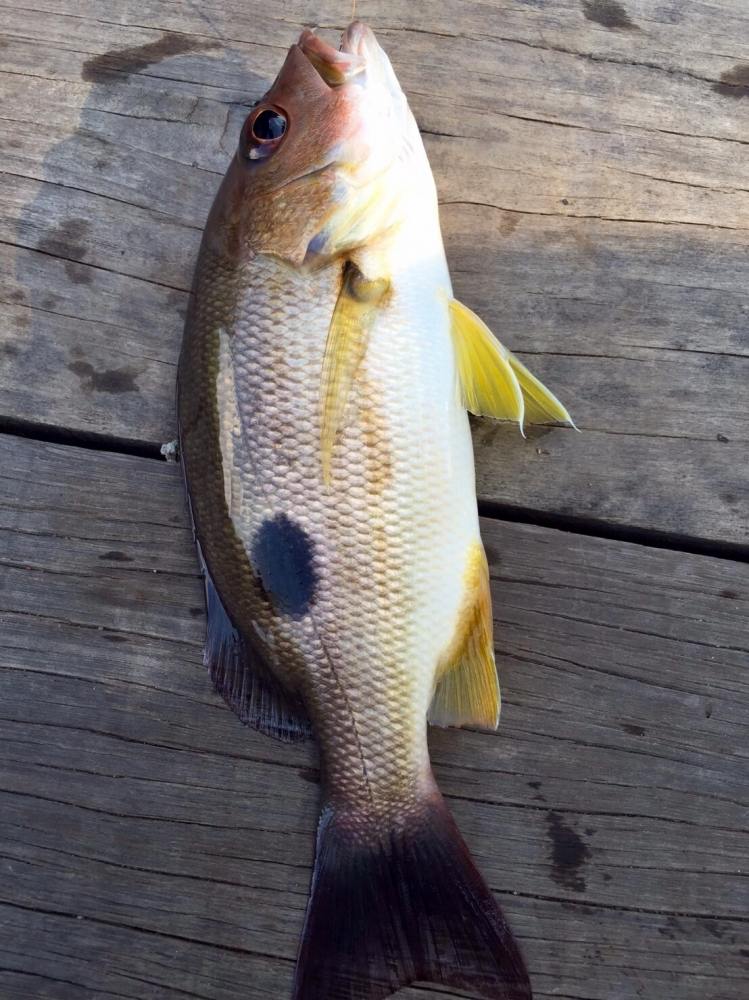 ปลากะพงข้างปาน (อังกฤษ: Russell's snapper, Moses perch; ชื่อวิทยาศาสตร์: Lutjanus russellii) ปลาน้ำ