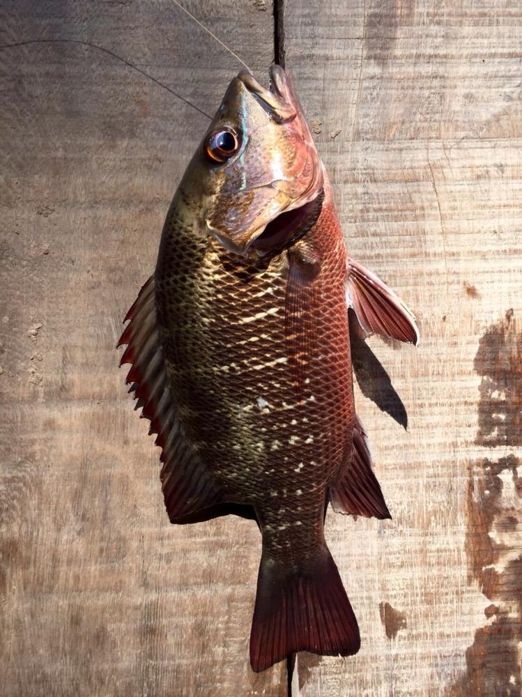 ปลากะพงแดง (อังกฤษ: Red snapper, Jack) เป็นสกุลของปลากระดูกแข็งที่อยู่ในสกุล Lutjanus ในวงศ์ปลากะพงแ