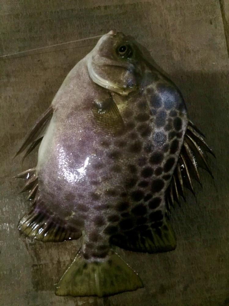 ปลาสลิดหินแขก หรือ ปลาใบขนุนลายแถบ (อังกฤษ: Java rabbitfish, Bluespotted spinefish, Streaked spinefo