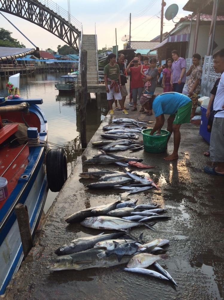 ขอตัดมาปลารวมนะครับ ทริปนี้หาปลาหมึกได้ประมาณ50ตัวเลยใช้ลูกปลาทูและจิ๊กกัน พอแก้เกมส์กันไปครับ