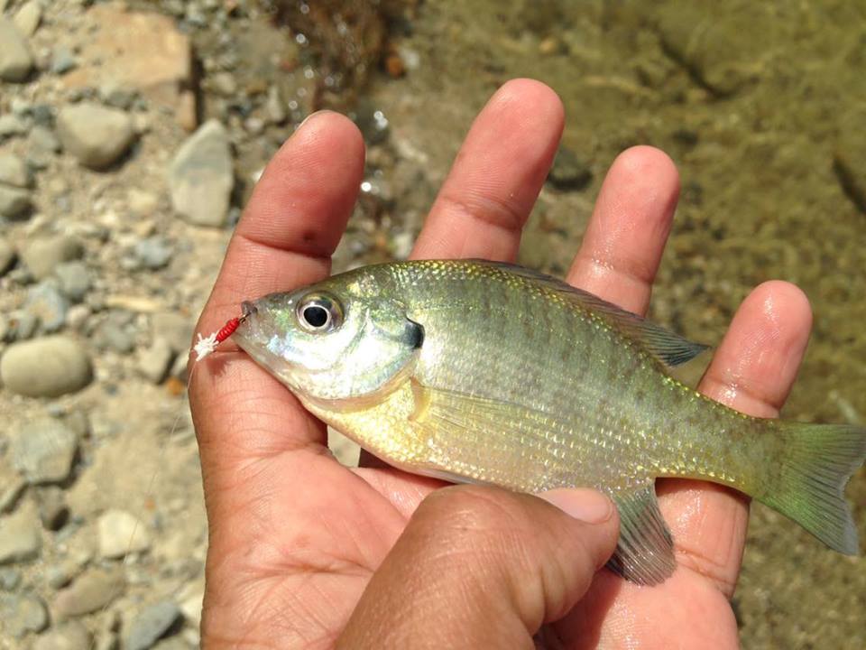 โดนบลูกิล (ฺBluegill) ครับ