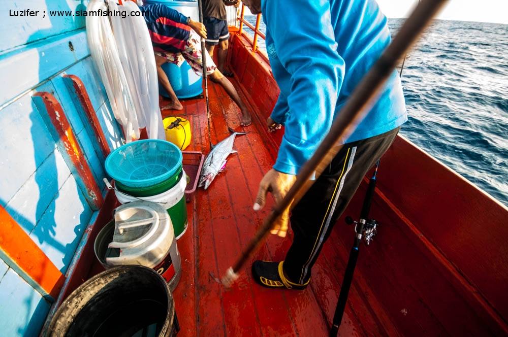 ท้ายเรือก็เอาปลาอินทรีขึ้นมาอีกตัว