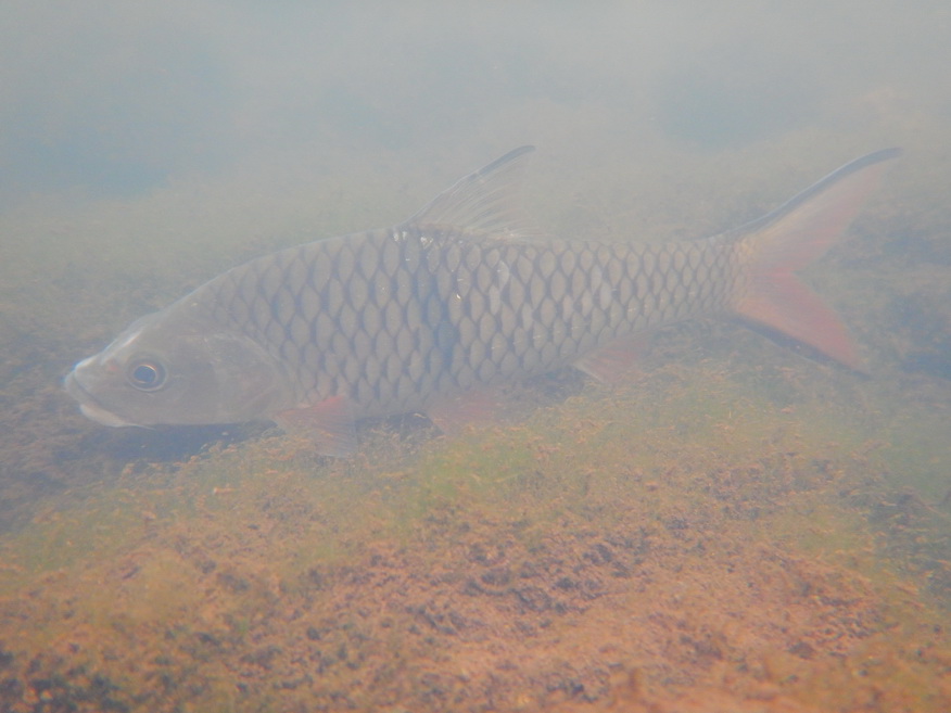 


ปลากระสูบขีด (อังกฤษ: Hampala barb, Tranverse-bar barb) ปลาน้ำจืดชนิดหนึ่ง มีชื่อวิทยาศาสตร์ว่