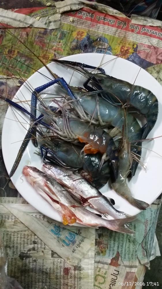 เคล้ดลับการเก้บกุ้งแม่น้ำคัพ ให้จับแช่ฟิตเป็นๆเลยคัพ มันในหัวมันจะไม่เหลว 