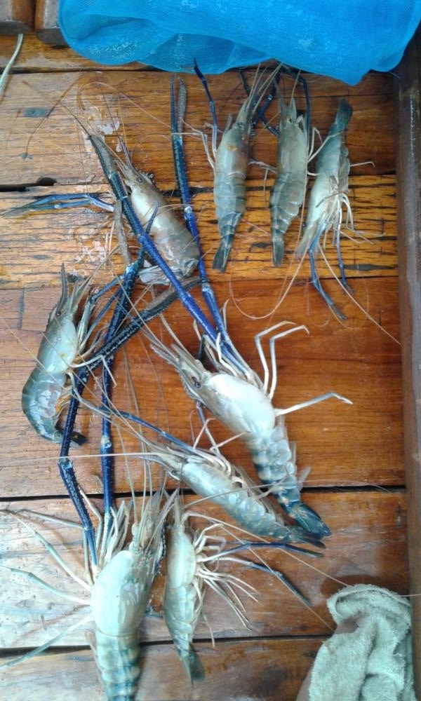 กลับมาถึงที่จอดเรือก็เทกุ้งมาถ่ายรูปรวมน่อยครับ :cool: