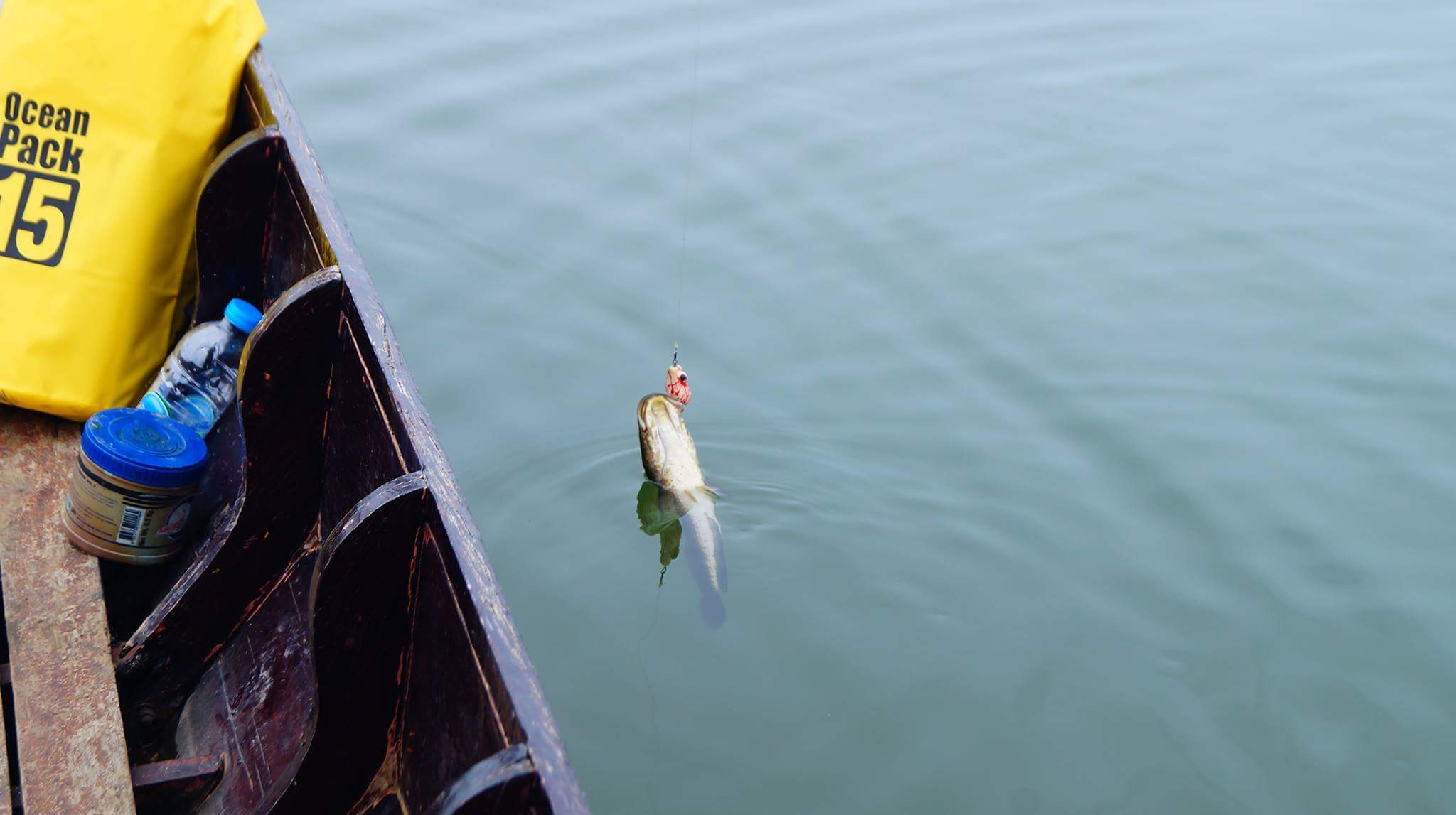 ช่อนเขื่อนศรีฯก็ชอบกบยาง tiger fish หลังเหลี่ยม 4cm. เหมือนกันนะเนี่ย