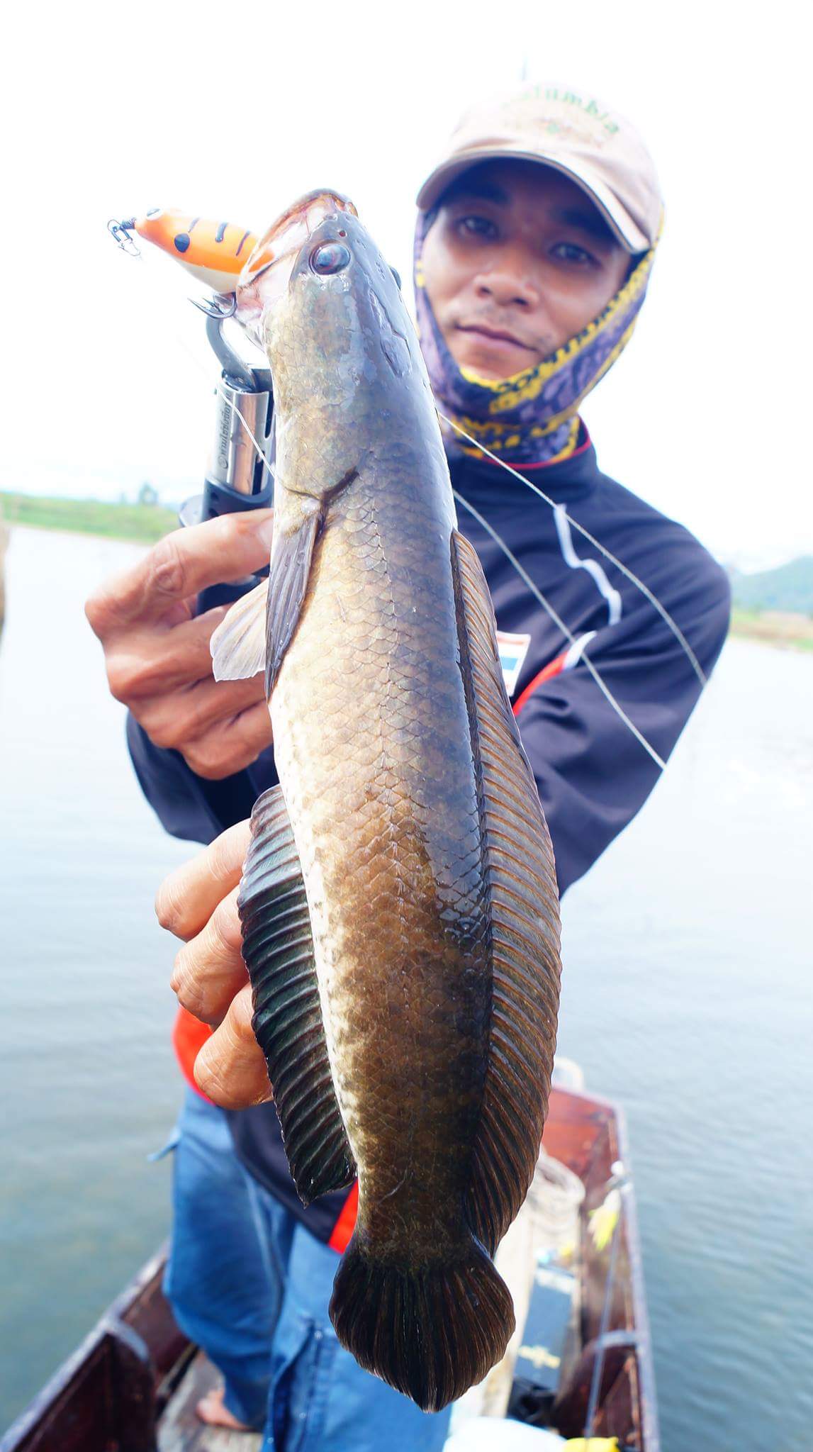 Tiger fish หลังเรียบ 4cm.จัดให้อีกแล้ว