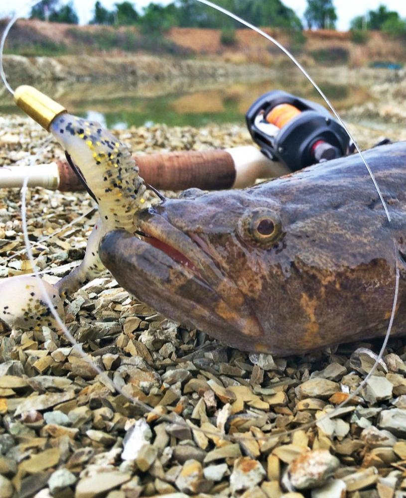 Texas Rig & Jig Head