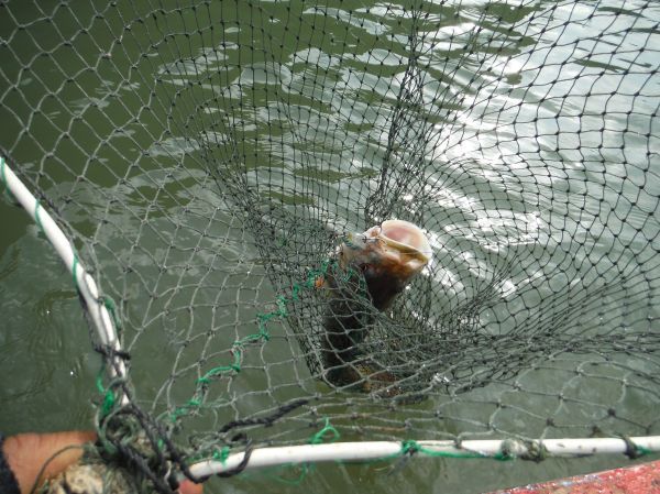 ตะเวนไปทั่วทุกหมายวันนี้ปลากัดระแวงมากๆ กัดป๊อบไม่เต็มปากหลายๆครั้ง กว่าจะได้ตัวนี้ลุงแซวแล้วแซวอีก 