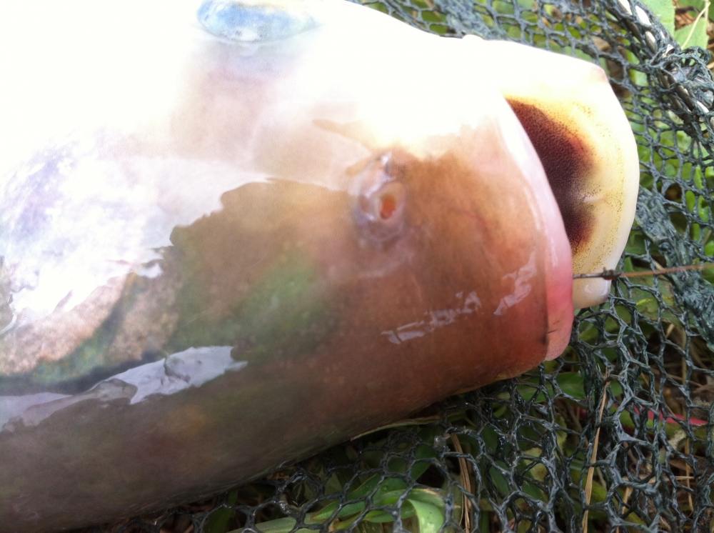 เต็มๆปาก