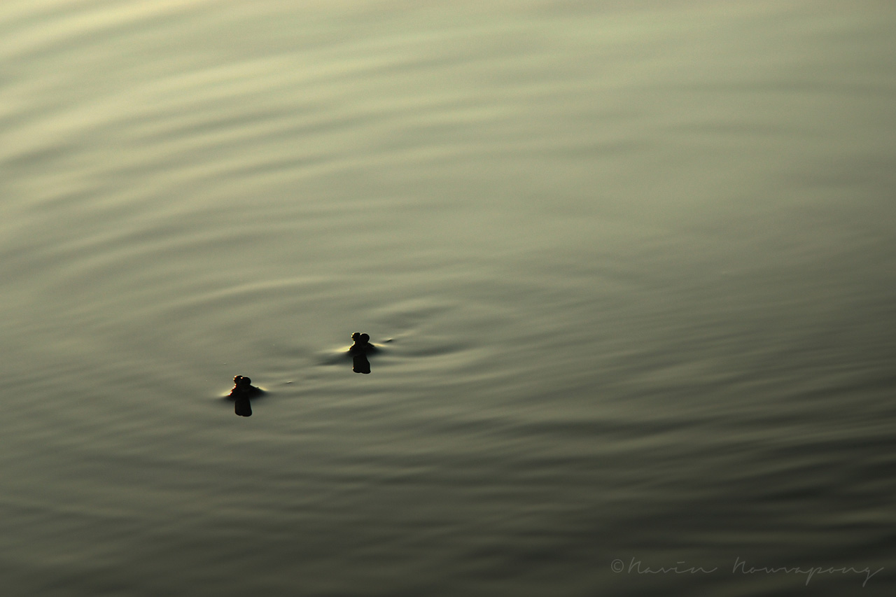 Morning Teen Fish อ่าวในถุ้ง ท่าศาลา นครศรีฯ