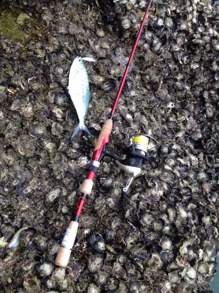 Rod => Ryoko EGI 7 Ft.
Reel => AX 1000
Line => PE Duel Armor F 0.6 
Lure => Duo Ryuki

อุปกตรณ์