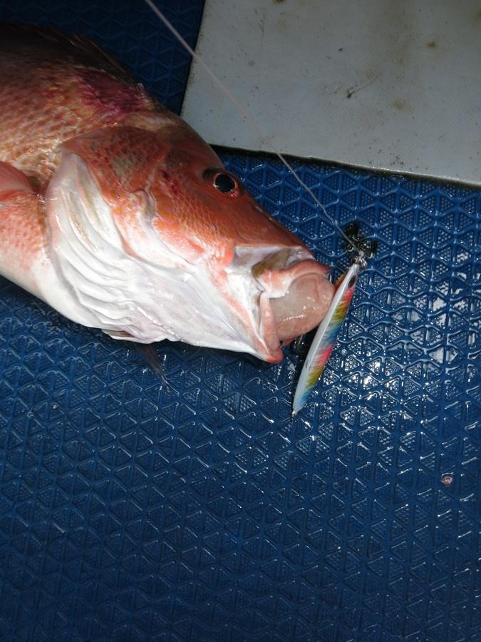 ชาวบ้านเรียกปลามันแดง เป็นปลาในตระกุลปลากะพง จะหากินหน้าดิน ถ้าจะจิ๊กต้องลงเหยือให้ถึงพื้น เหมาะกับเ