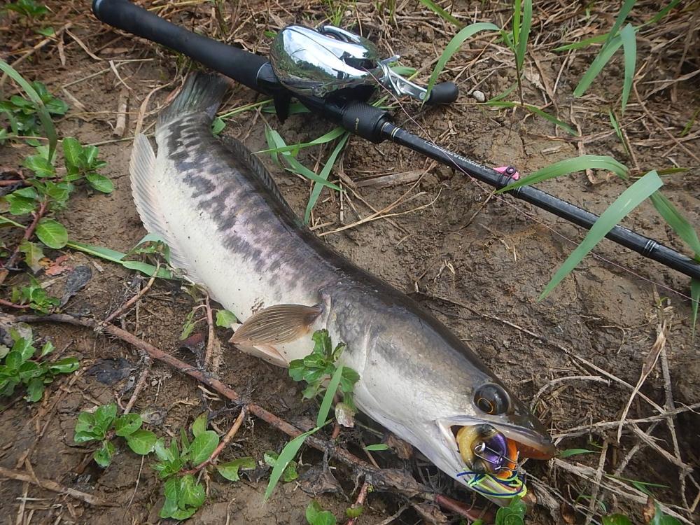 
 [center]กัดกบยางเต็มๆคำ ที่ใช้คู่กับคัน HR EVOLUTION Line 10-17 lb[/center]

