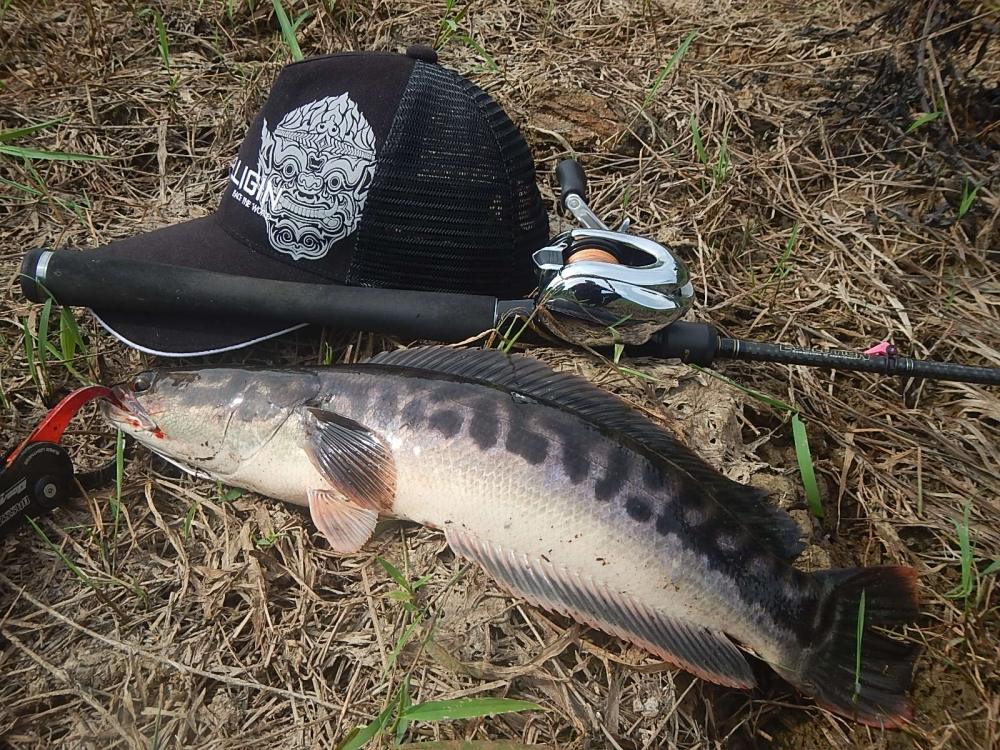 
 [center]คัน HR EVOLUTION NET-V Line 10-17 lb 
รอก Shimano Antares 7.4 
เหยื่อ กบยาง ค่ายLF 
เส