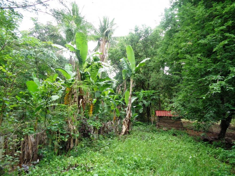  
 เลยเข้ามาหลังบ้านหน่อย คือ ผมไปพูดที่ไหนก็ไม่มีคนเชื่อ ว่าต้นกล้วยบ้านผม สูง 10 เมตร ขึ้น ไอ้ที่