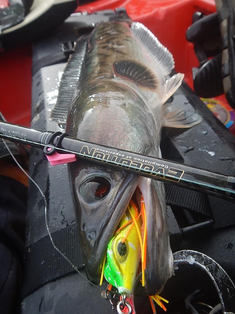 
 [center]Rod : HR EVOLUTION NET-V Line 10-17 lb 
Reel : Daiwa Alphas 103L 
Kayak : Feelfree MOKE