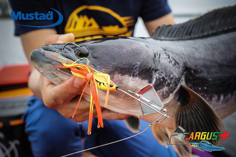 
 [b]Argus Plus 20g.

Mustad 6/0 

Rod: Geecrack Double Dutch Dusty Mirror 70MH 10-25lb[/b]