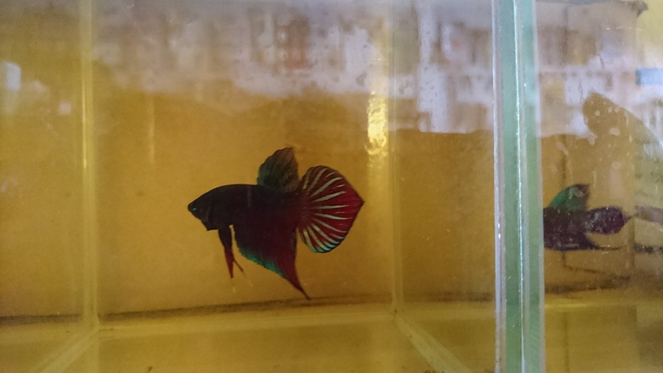 ปลากัดป่าภาคกลาง
(อังกฤษ: Siamese fighting fish; ชื่อวิทยาศาสตร์: Betta splendens) เป็นปลาน้ำจืดขนา