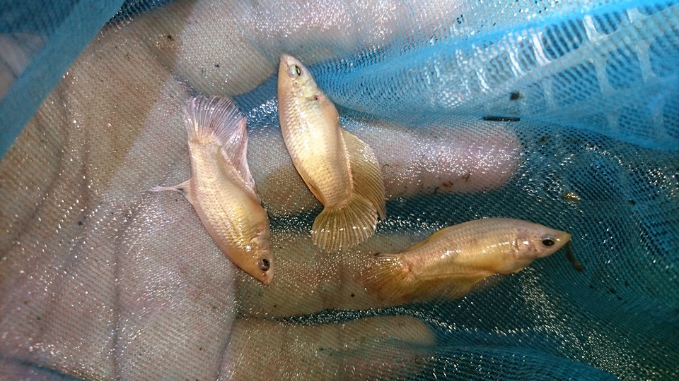 อันนี้สีทองสายผมเอง PKนะจ๊ะ
แนวอินดี้ ชอบปลาไทย ทำปลาไทย
ต้นตำหรับเขาเริ่มปลาสวยงาม+ปลาป่า
แต่ของ