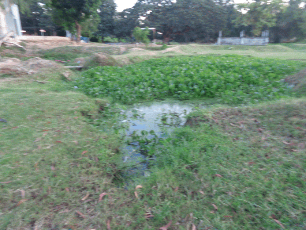 นี่สถานที่เกิดเหตุครับ บ่อนิดเดียวน้ำแค่เข่าแต่เป็นทางเข้า-ออกของน้ำครับมีลูกปลาเล็กๆมาลอยคออยู่มาก 