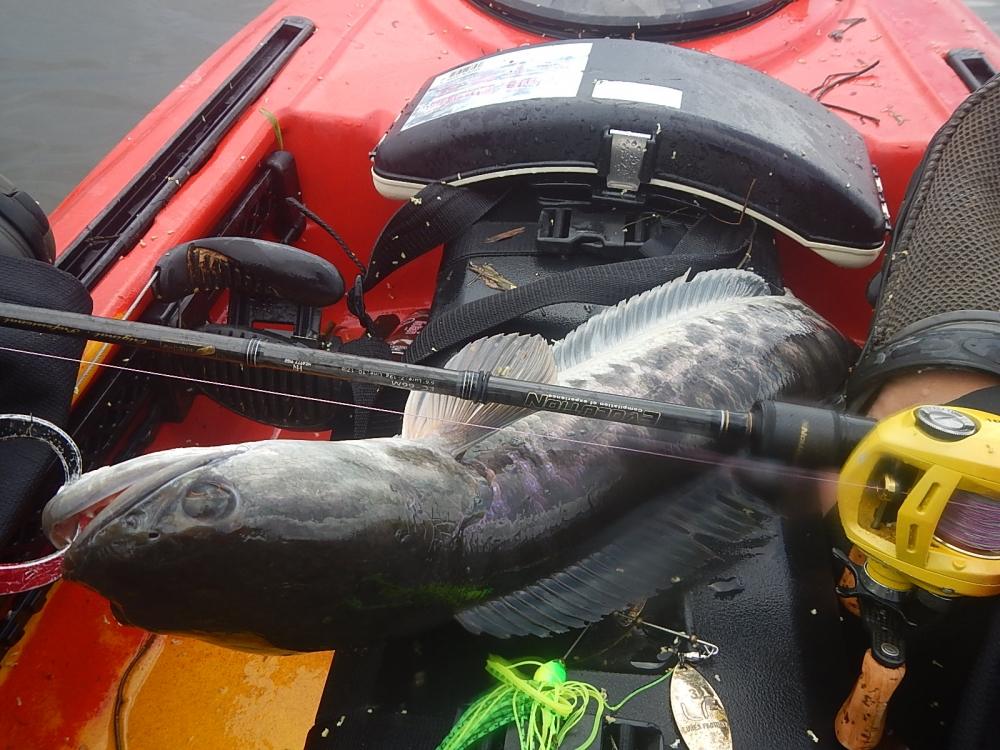 
 [center]Rod : HR EVOLUTION NET-V Line 10-17 lb 
Reel : Daiwa Alphas 103L 
Kayak : Feelfree MOKE