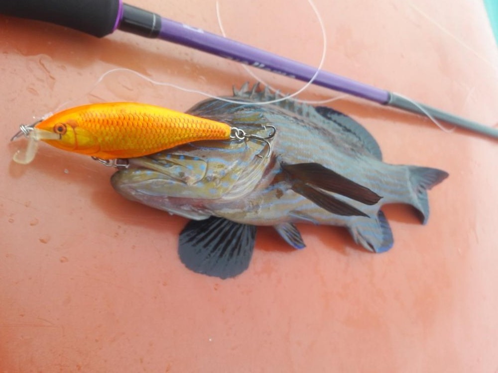 ไม้แรกมาเลย...เก๋าป๊อดไซส์สวยกำลังน่าทอดกรอบ...

คัน : Rapala Vellamo 6"6 wt.10-20
รอก :Daiwa Re