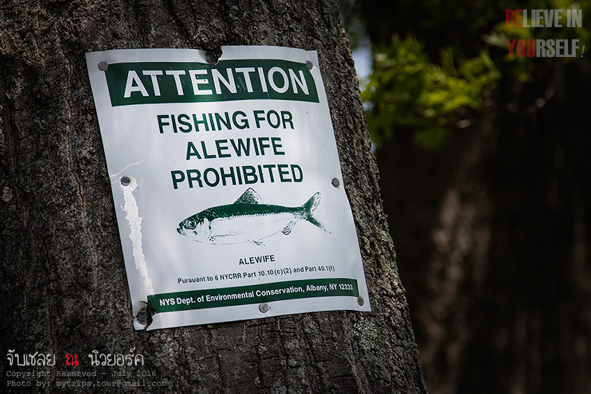 หมายนี้ “ห้ามตก” ปลาประเภทนี้  [i][Subtitle: This kind of fish is prohibited at this spot.][/i]