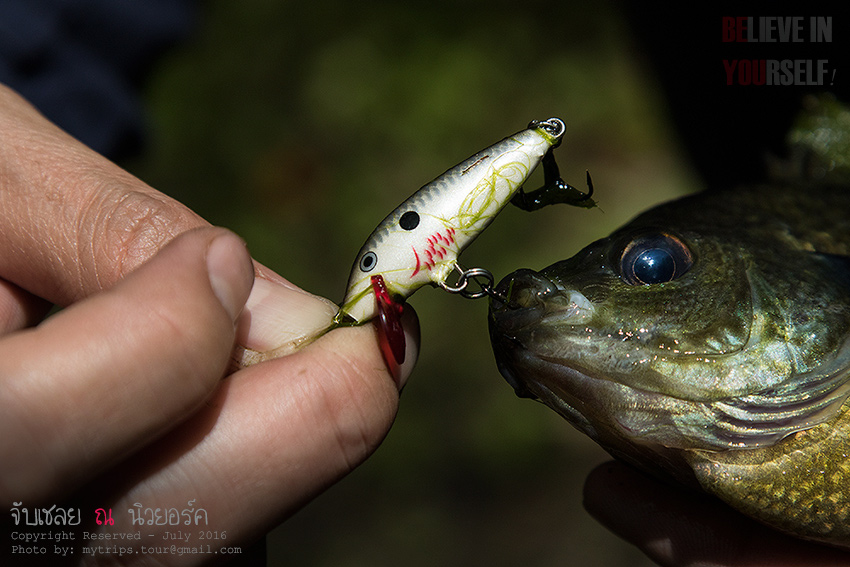 The Sun Fish vs. Rapala