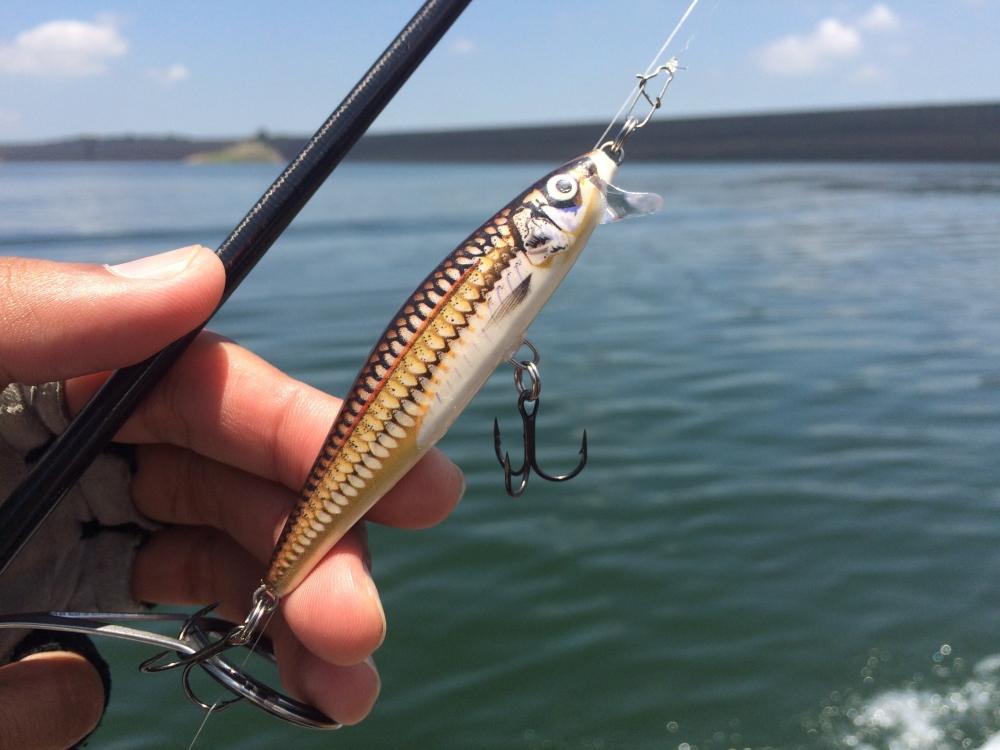 Rapala flat rap. :SEW :cheer: :cheer: